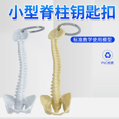 Human spine model, small spine keychain, small spine and lumbar spine pendant, small spine keychain