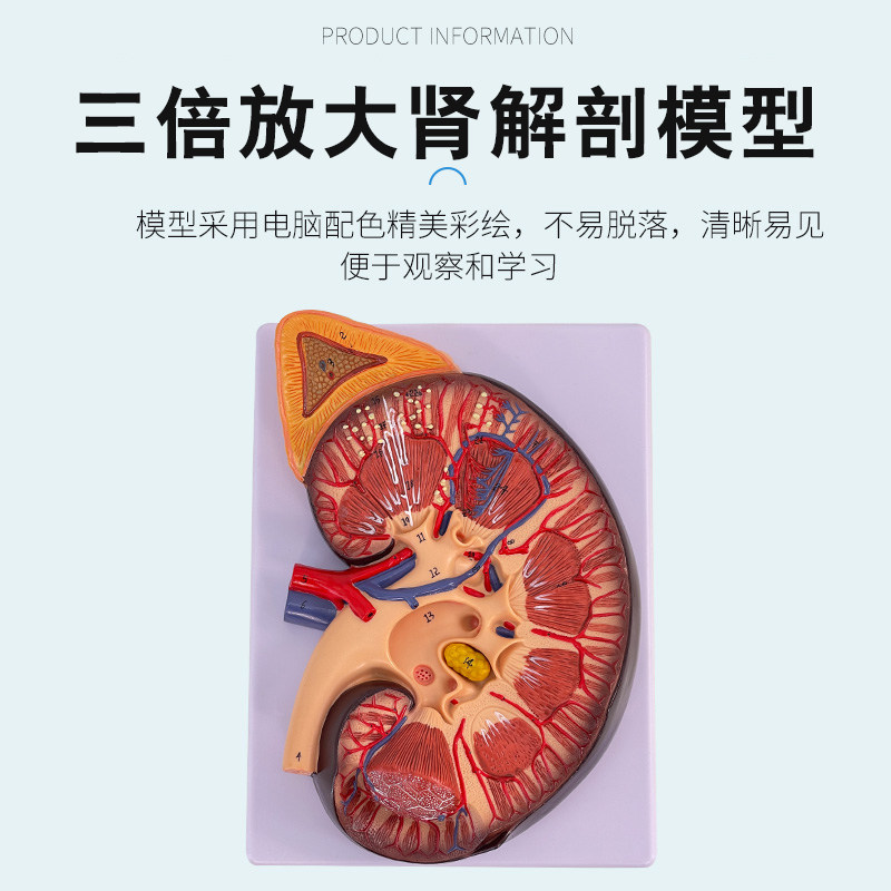 人体器官肾脏解剖 肾上腺肾脏结构模型 三倍放大肾脏解剖模型