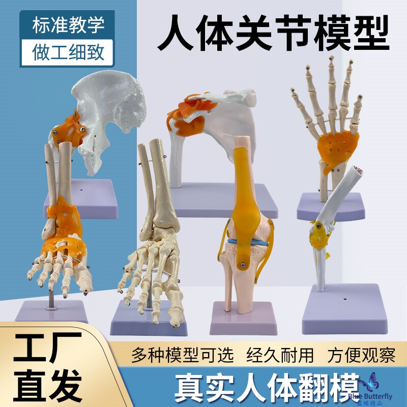 蓝蝶1:1膝关节模型 可拆卸肩关节髋关节教学模型 手脚关节套装