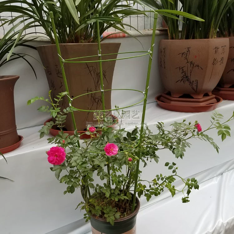 Leo núi làm vườn cung cấp hoa hồng leo hoa khung cây hoa khung trụ hoa hồng chậu hoa đứng chậu hoa công cụ khung vòi tưới cây đa năng