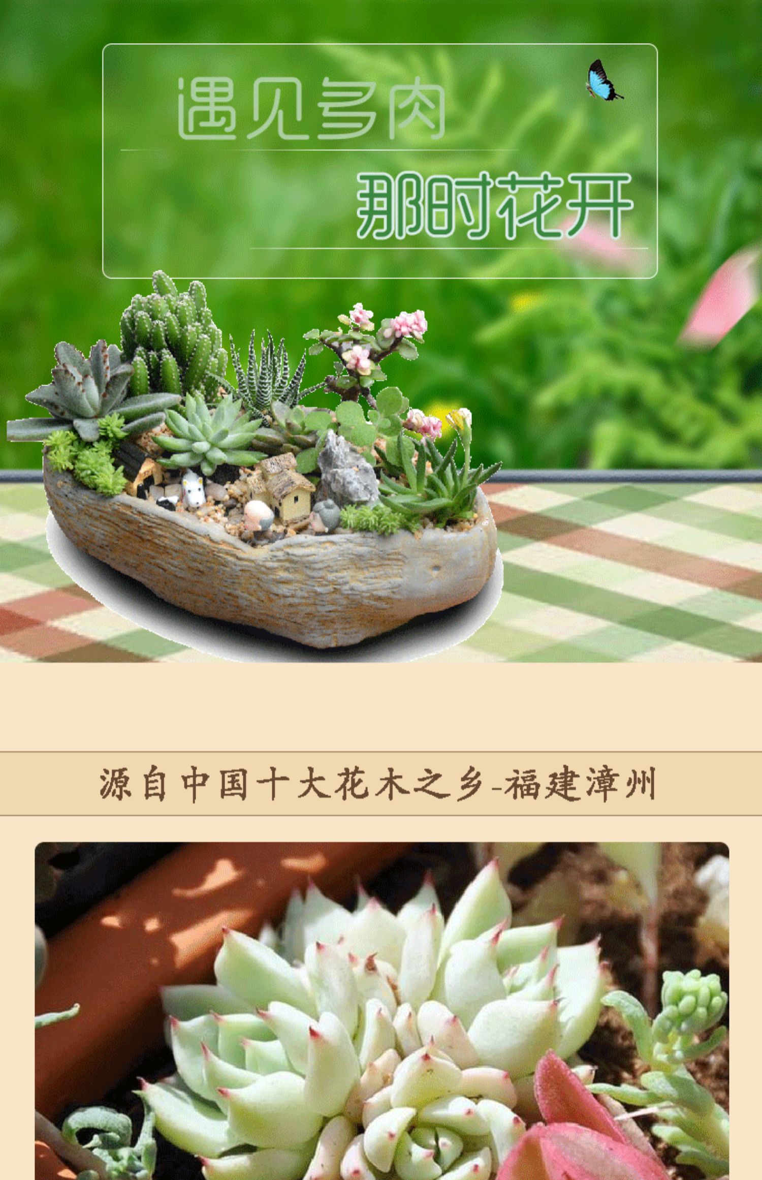 Yalezhihua cây nhỏ mọng nước Jin Chiyuye bốn mùa hoa máy tính văn phòng máy tính để bàn 5 sao trang trí - Trang trí nội thất cách trang trí phòng khách nhà vuông