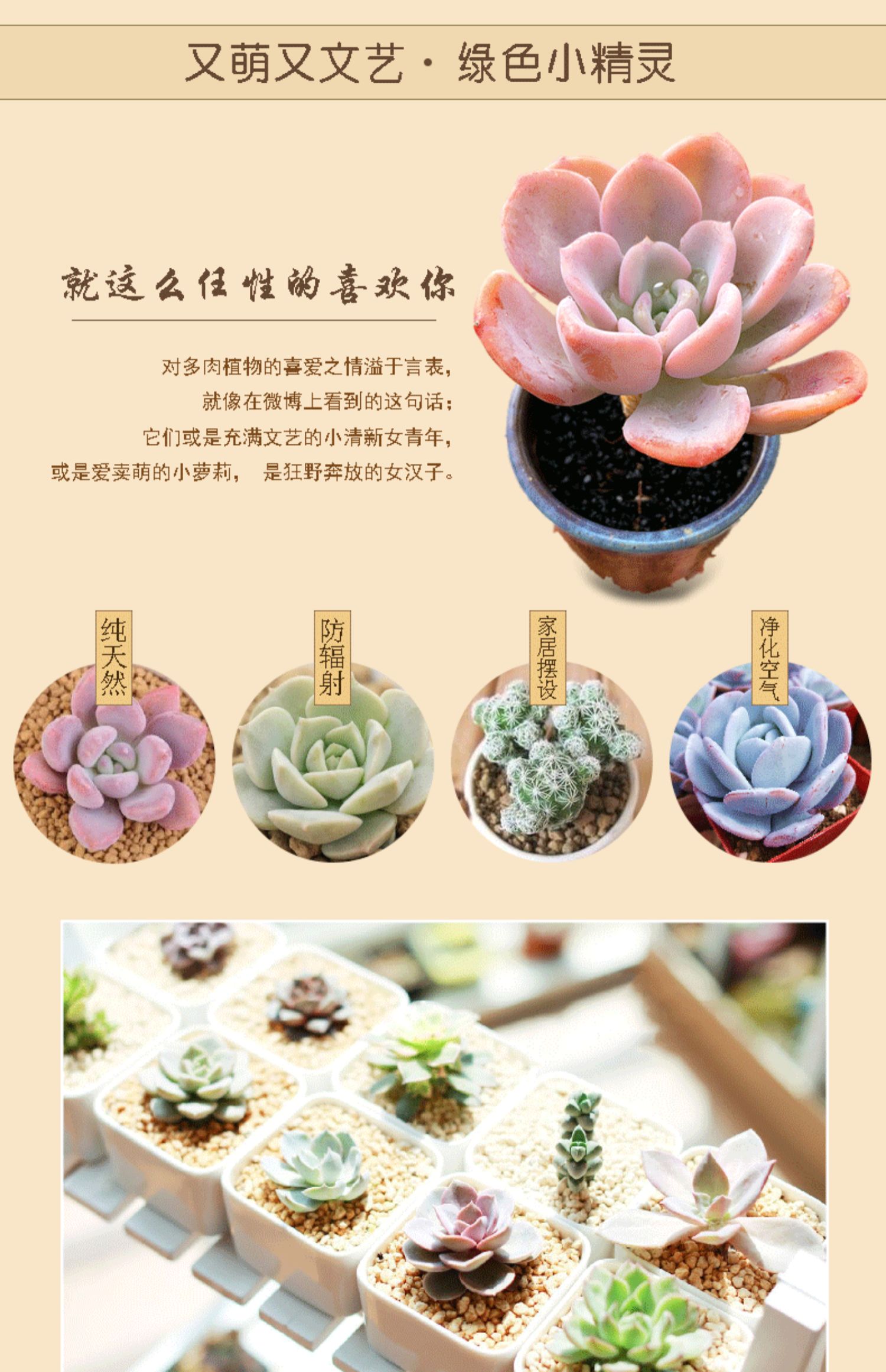 Yalezhihua cây nhỏ mọng nước Jin Chiyuye bốn mùa hoa máy tính văn phòng máy tính để bàn 5 sao trang trí - Trang trí nội thất cách trang trí phòng khách nhà vuông