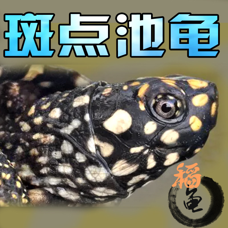 🌟揭秘!正宗斑点龟、满天星龟、黑池龟、星点龟,这些深水龟的清洁秘籍💖-龟/鳖-淘宝好物网