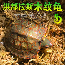 Outer pond farming Honduran wooden tortoise semi-water turtle eating vegetable turtle living object ornamental vegetarian fruit shallow water oil paint
