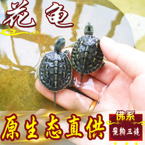 Chinese tortoise small turtle living thing Pearl turtle six-line grass turtle living flower turtle seedling pet water turtle longevity ornamental turtle