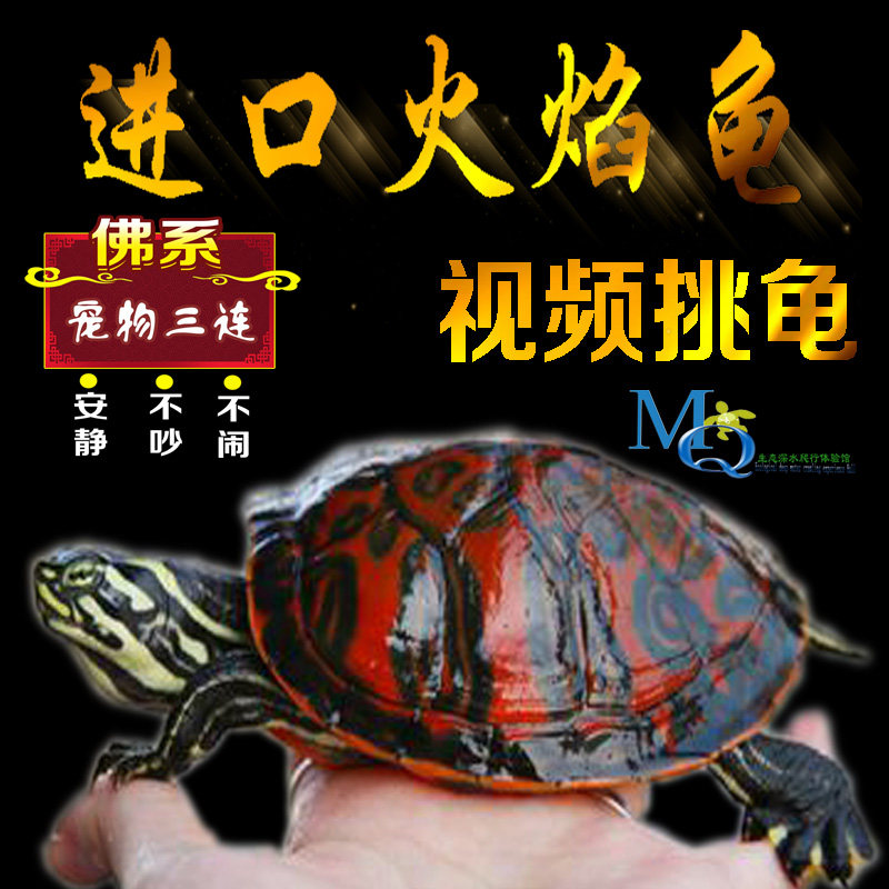 Flaming Turtle Live Imported Red and Yellow-bellied Turtle Pets Watch Deep Water Tortoise Seedlings