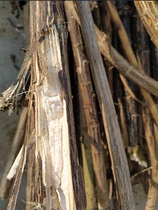 Authentic sunflower straw with free grinding of sunflower straw powder 250g