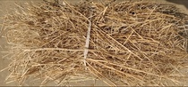 Chinese canola stalk rapeseed straw customizable in various sizes for free grinding rapeseed straw powder 250g