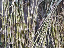 Chinese corn artificially defoliage to root net corn straw corn straw corn straw 250g