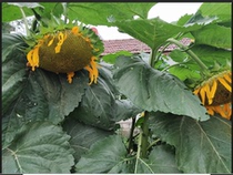 University Student Entrepreneurship Network Shop Home Seed Small Oil Sunflower Stalk Sunflower Straw Powder 250g