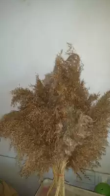 College students' entrepreneurial hometown agricultural products monopoly dry flowers reed flowers reed flowers reed flowers reed flowers reed flowers 25 branches