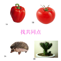 Find common ground autism thinking training children autism language intervention rehabilitation training teaching aids developmental delay