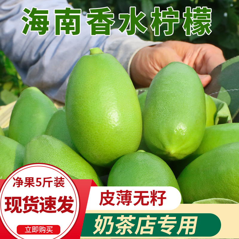 Hainan seedless perfume lime four seasons lime fresh fruit 5 kg milk tea shop special wholesale whole box