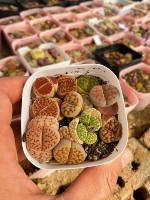 [Практика] 6,5 квадратная смесь (9 или более)