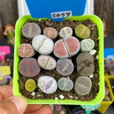 Сочные растения сырые каменные цветы Смешанные комбинации тазовых осадков с горшками с доставкой почвы, один выстрел смешанный балкон