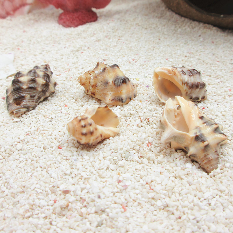 (Little Prince snail-worm in the world) 1-2cm HOST CRAB REPLACEMENT SHELL SPECIAL ARMOR NATURAL SEA SNAIL SHELLS