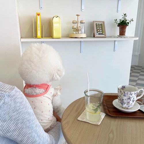 Лето тонкий питомец плюшевый жилет Барри Жилет маленькие собаки и кошачья летняя летняя собачья одежда дышат и выпускаются