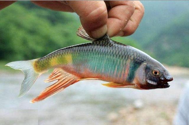 这鱼以前很常见,如今却是非常困难找到了