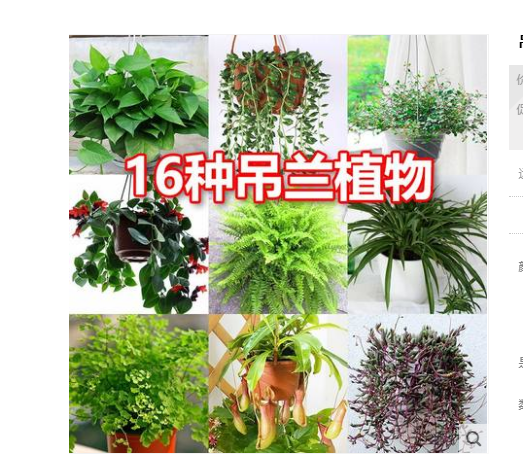 Golden Fish Chandelia Phnom Penh Gold Heart Chandelia Home Office Potted Formaldehyde Purified Air Golden Ge Plant