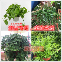 Plant flowers crab claws gardenia Bamboo Plum bamboo green Rose methanol purified air new house desktop pendant