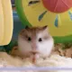 Мой тесть, холост (подарочный пакет)
