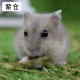 Zi Cang сингл (подарочный пакет)