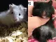 Черный медведь + белый медведь (подарочный пакет)