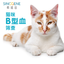 Breeding cat type B blood screening Genetic test Hemolytic disease physical examination