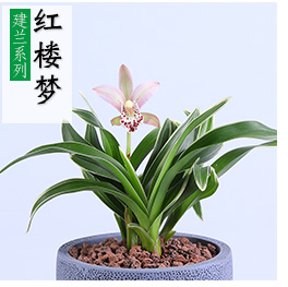 Phong lan làm vườn cung cấp vỉa hè đá trắng đá màu Maifan đá ceramsite đất dinh dưỡng hữu cơ vòi xịt tăng áp tưới cây