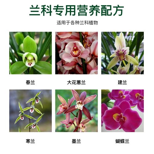 Прямая специальная пищевая жидкая орхидея, прорастающая Phalaenopsis dendrobium dendromes, дендробиум орхида