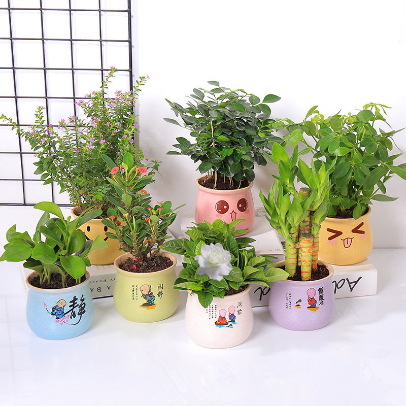 Fa fortune tree Gardenia bamboo Cypress flower piano leaf Banyan office indoor desktop small green plant potted plants can be hydroponic