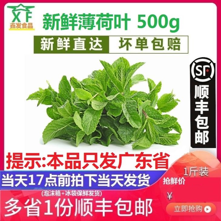 Fresh Mint Leaves Fresh Ryuran Aroma Large Leaf Mint Leaves Edible Blend of Wine Milk Tea Western Meal 500g