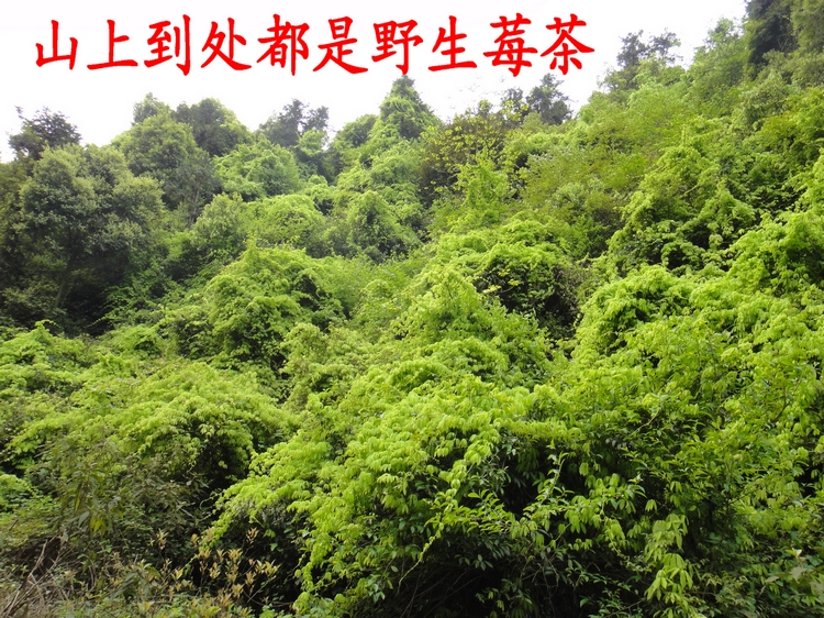 张家界野生莓茶头茬嫩芽250克岩莓丽江雪茶藤