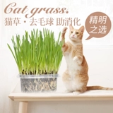 Кошка и трава семена кошка мяты кошачьи закуски кошки идут мао -шарик кот Cao Catal Cream Big Wicker