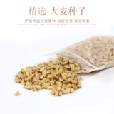 Кошка и трава семена кошка мяты кошачьи закуски кошки идут мао -шарик кот Cao Catal Cream Big Wicker