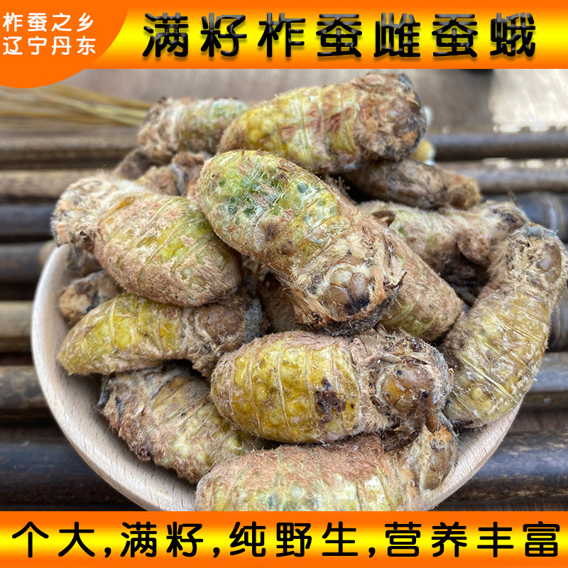 Female silkworm moth female silkworm moth unmated wild full-seeded tussah moth live frozen female nourishing one pound