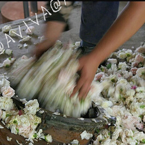 Fish on water white rose Bulgarian rare white rose pure dew 220ml bright white water tonic natural