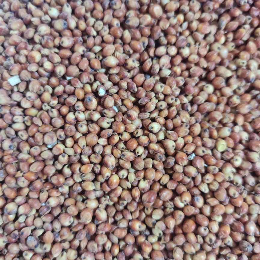 Shelled red and white sorghum rice unpeeled sorghum invigorating spleen and stomach brewing wine feeding pigeon feed miscellaneous grains bird food 50 catties