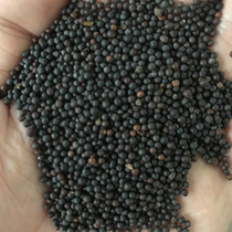 Selection of high-quality large grain rapeseed 5 catties for a national multi-province