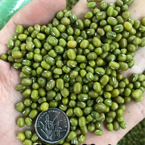 Selection of high-quality large grain green beans 5 catties of the national multi-province