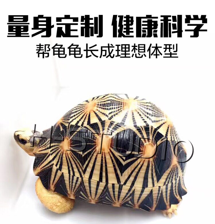 Аксессуары для рептилии 包邮 爬宠陆龟加湿大号/小号爬箱躲避洞 爬虫保湿预防隆背 送瓷盆 H/STUDIO