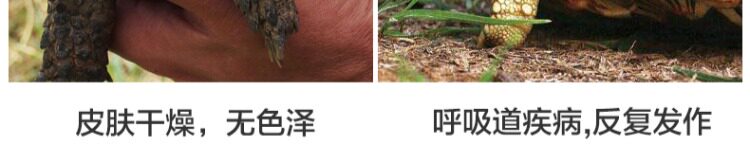 Аксессуары для рептилии 包邮 爬宠陆龟加湿大号/小号爬箱躲避洞 爬虫保湿预防隆背 送瓷盆 H/STUDIO