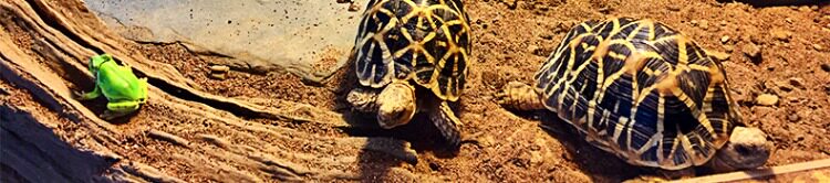 Аксессуары для рептилии 包邮 爬宠陆龟加湿大号/小号爬箱躲避洞 爬虫保湿预防隆背 送瓷盆 H/STUDIO