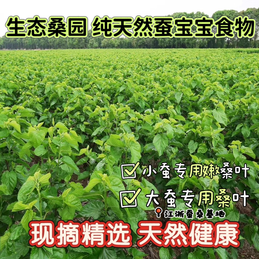🌟新鲜采摘,天然绿色 -学生养蚕首选桑叶🍃-蚕宝宝-淘宝好物网