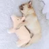 Đồ chơi thú cưng chó đực chó con thú cưng Teddy Corgi chó trung bình và lớn răng hàm đồ chơi sang trọng chống cắn - Mèo / Chó Đồ chơi