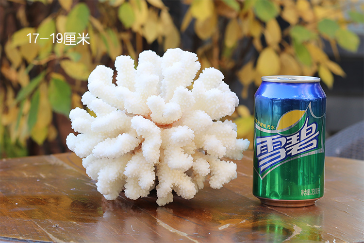 Vỏ ốc xà cừ san hô trắng san hô đá bể cá cảnh quan đá hồ trang trí nhà nền tảng đồ trang trí Địa Trung Hải - Trang trí nội thất cách decor phòng ngủ