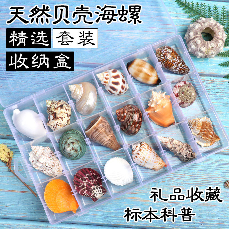 Natural specimen Snail shell Conch Sea star gift box Marine life science material set Kindergarten children's preschool education