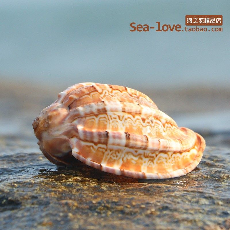Pipa poplar snail Snail Natural Shell Sea Snail Roll Befish Sustena Crab Shell Multi-Meat Flower Pot fish tank Scape Decoration