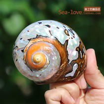 Natural boutique shell conch specimen snail South African snail collection South African snail fish tank landscape decoration