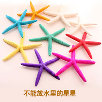 Natural shell conch five-finger overlord starfish specimen Mediterranean style wedding props platform decorations ornaments